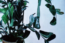 Lital Mondrer